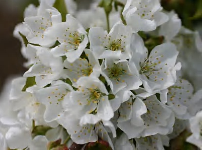 さくらんぼの花